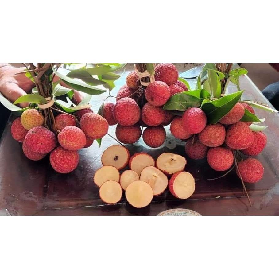 Cây giống Vải không hạt. .
