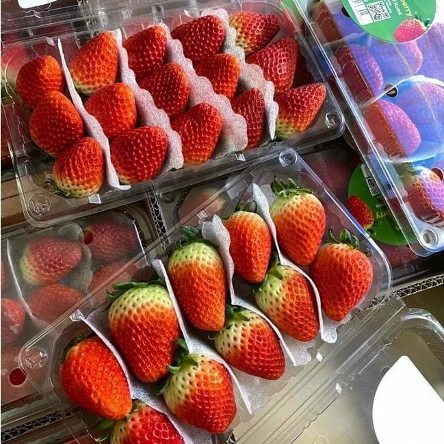 50 Hộp Đựng Nho Nguyên Chùm 1kg Loại Dài - P1000A