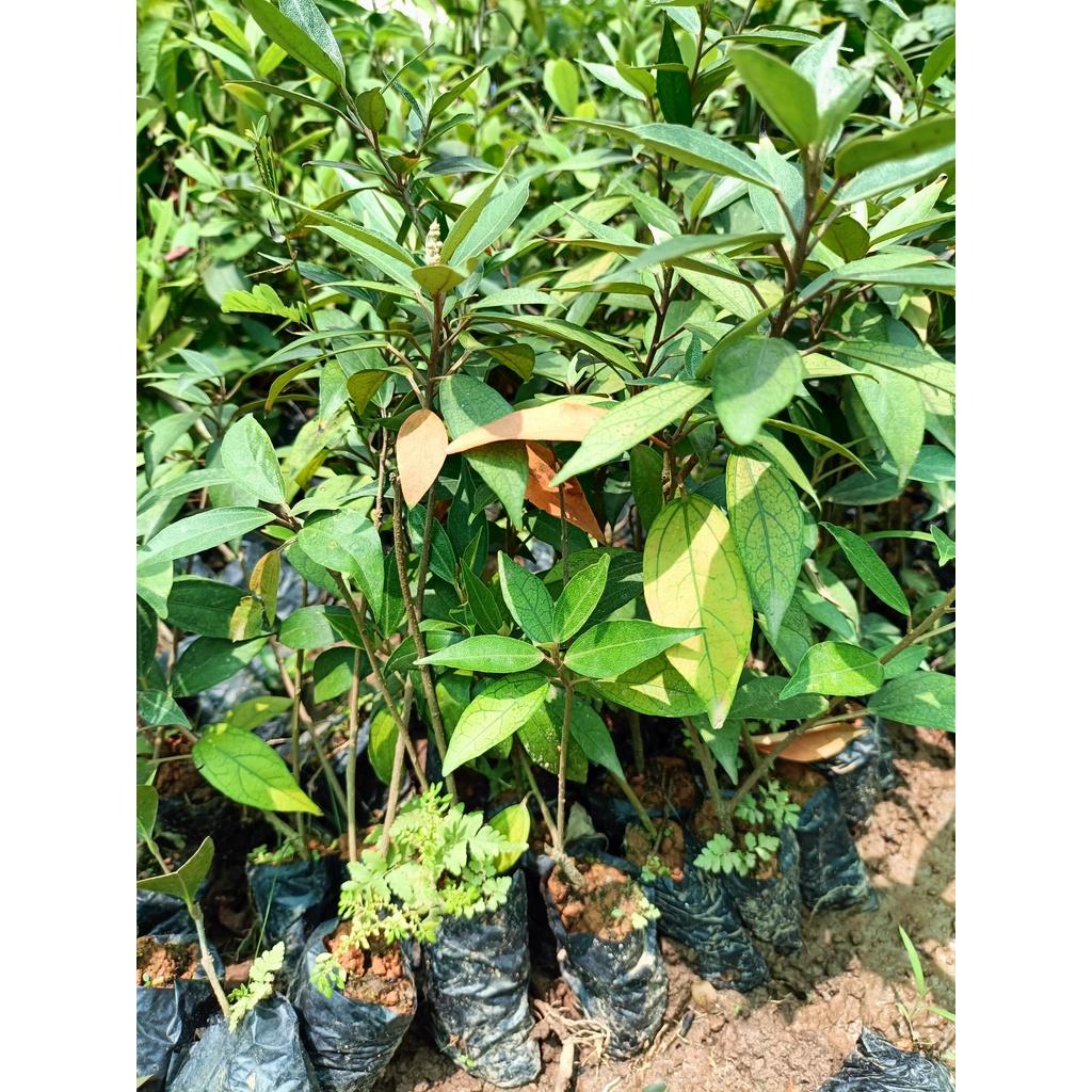 Combo 2 cây giống khổ sâm