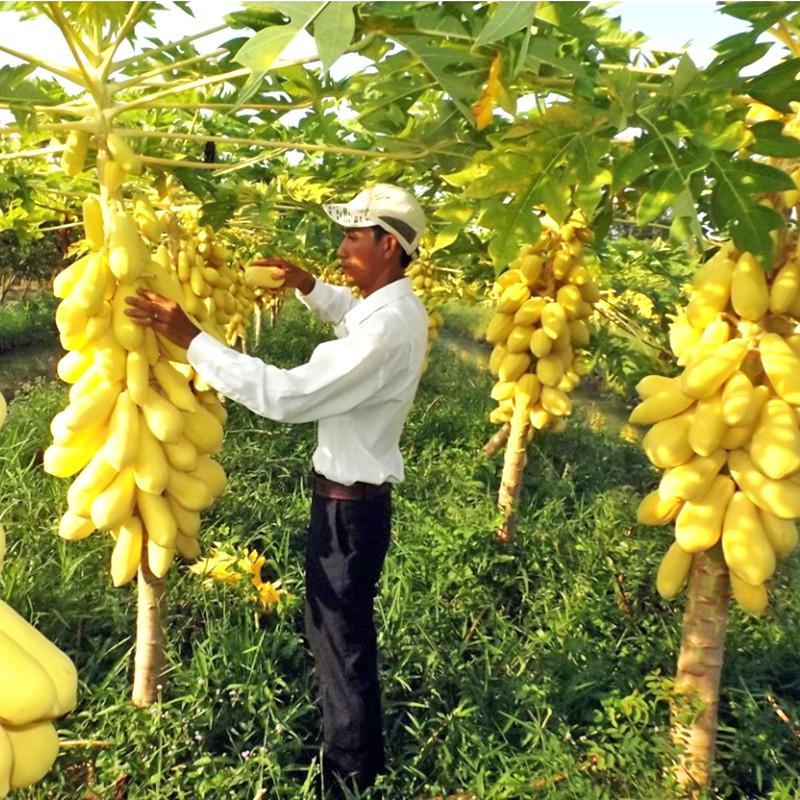 Hạt giống đu đủ da vàng - 10 hạt/gói