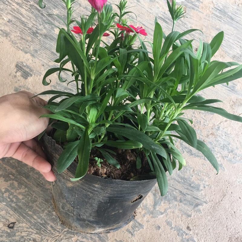 Cây hoa cẩm chướng mix màu trồng trong bịch đen đã có hoa và nụ