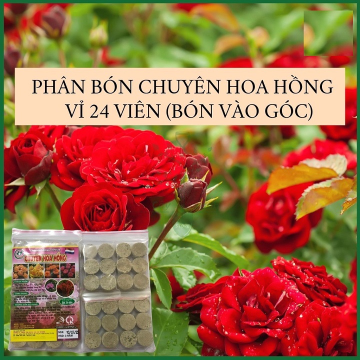 Phân Bón Hoa Hồng - Vỉ 24 Viên Thả Gốc Cây - Siêu Kích Rễ - Ra Hoa Nhiều và Hoa Lên Màu Đẹp Bền