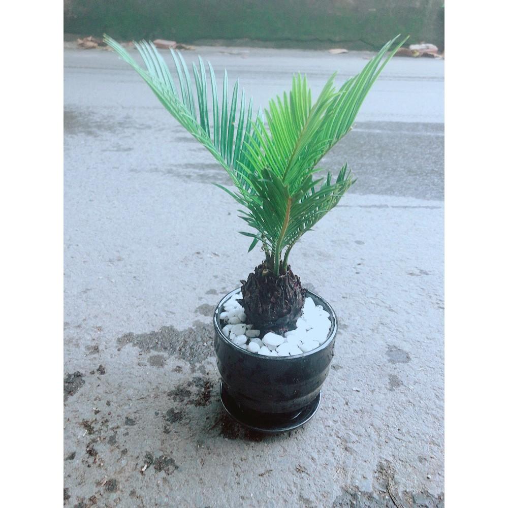 Chậu Cây Thiên Tuế