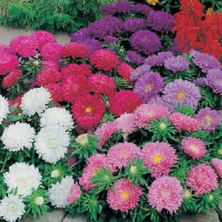 Hạt giống cúc đài loan 100 hạt