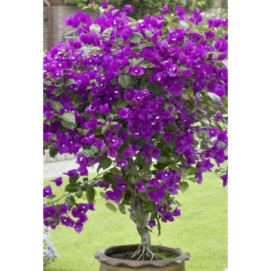 Hoa giấy màu tím Purple Queen