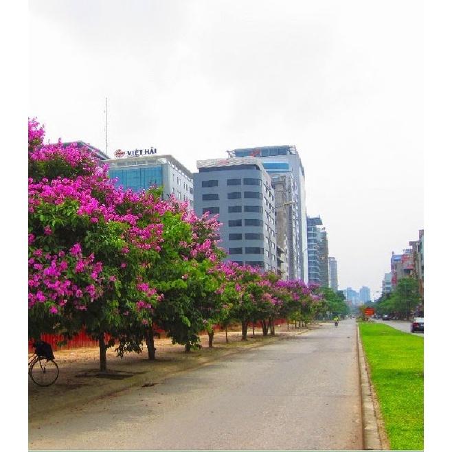 Hạt Giống Cây Hoa Bằng Lăng Tím KNS3512 - Gói 30 Hạt