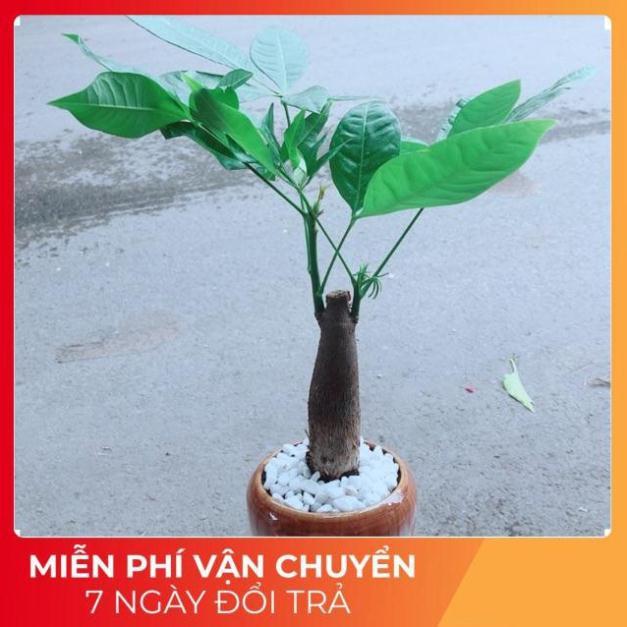 Chậu Kim Ngân 1 Thân