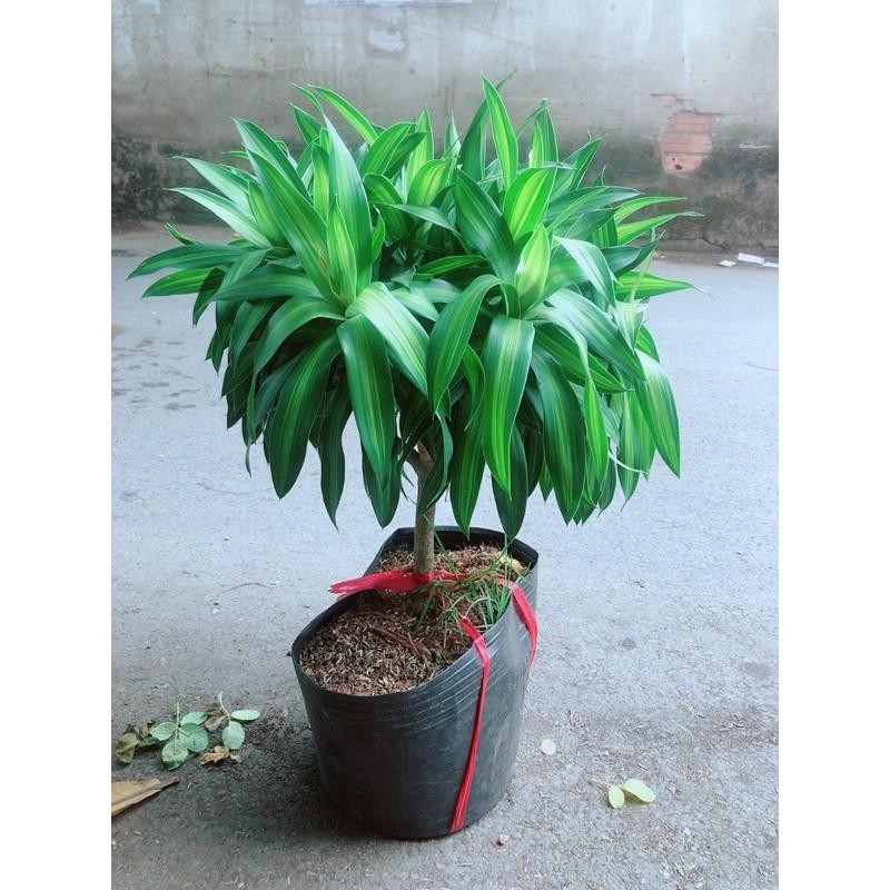 Trúc Bách Hợp