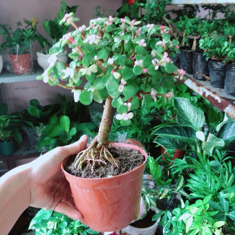 Cành Vàng Lá Ngọc Cổ Thụ