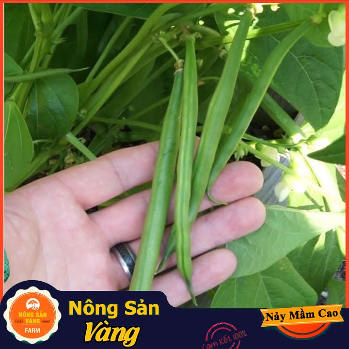 Hạt giống Đậu Cove Bụi Lùn - Nông Sản Vàng