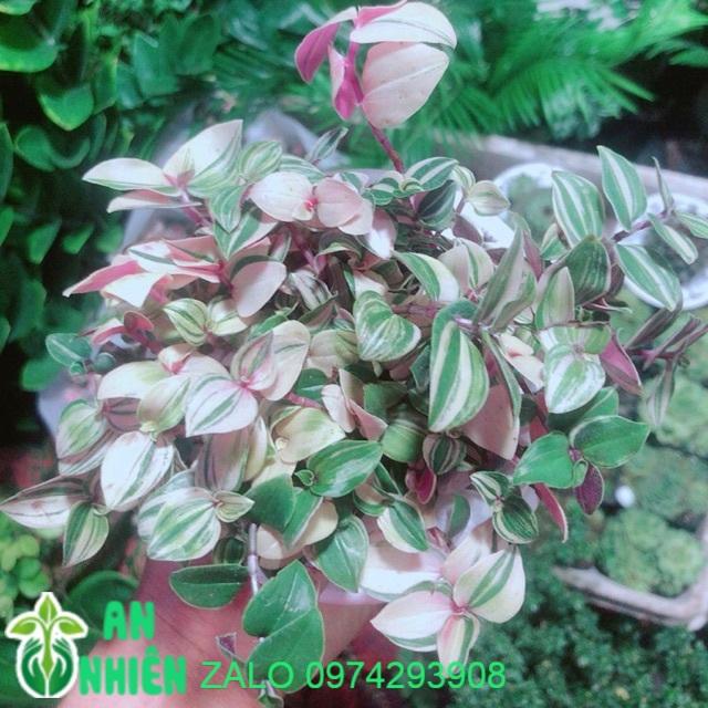 Cây Thằn Lằn Thái Kèm Chậu Sứ