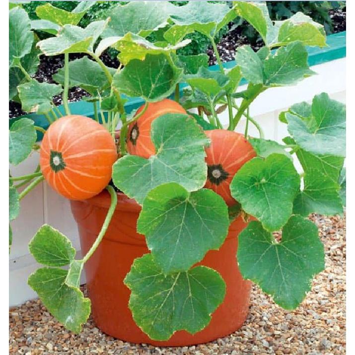 Hạt giống bí ngô mặt trời KNS339 - gói 10 hạt