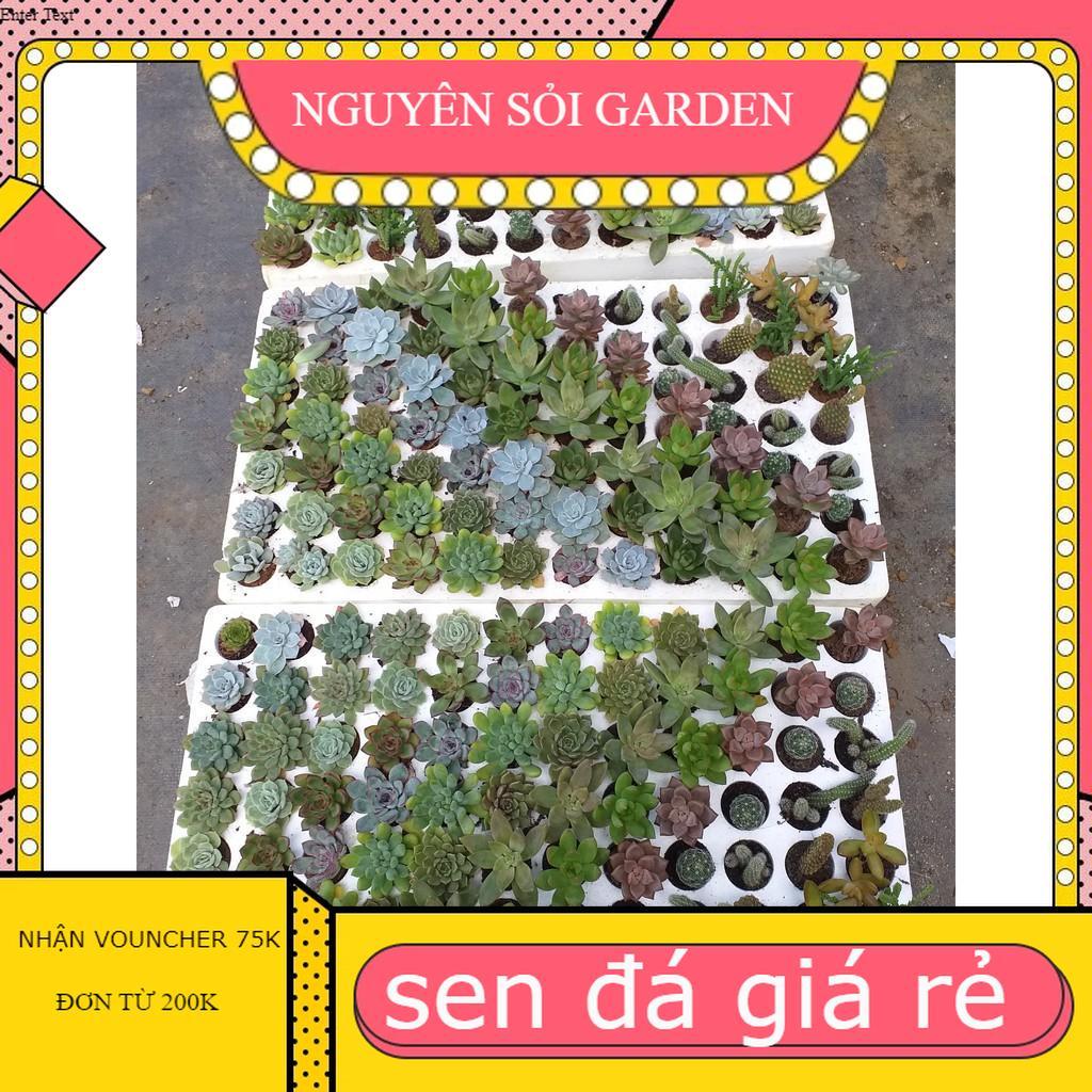 Sen đá vỉ mix 18 loại đến 24 loại