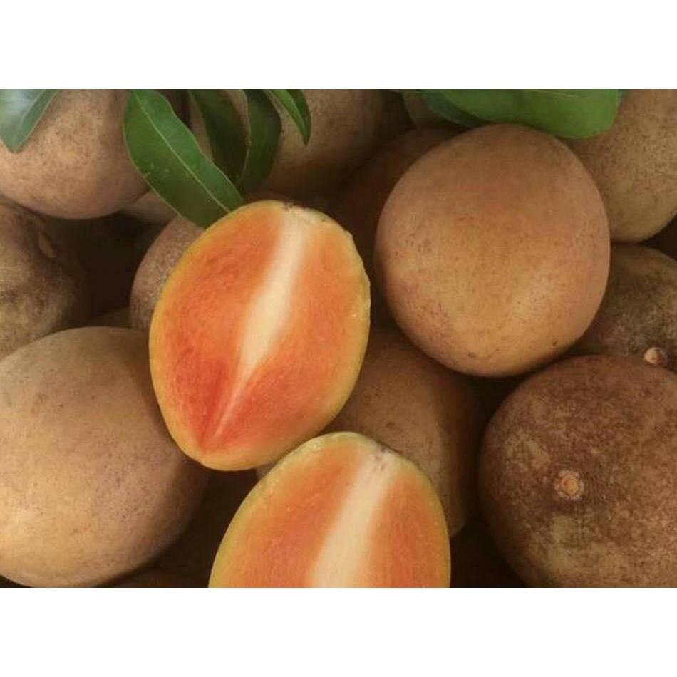 CÂY GIỐNG SAM PÔ CHÊ TRỒNG CHẬU ĐANG RA BÔNG CÓ QUẢ CAO 2M.