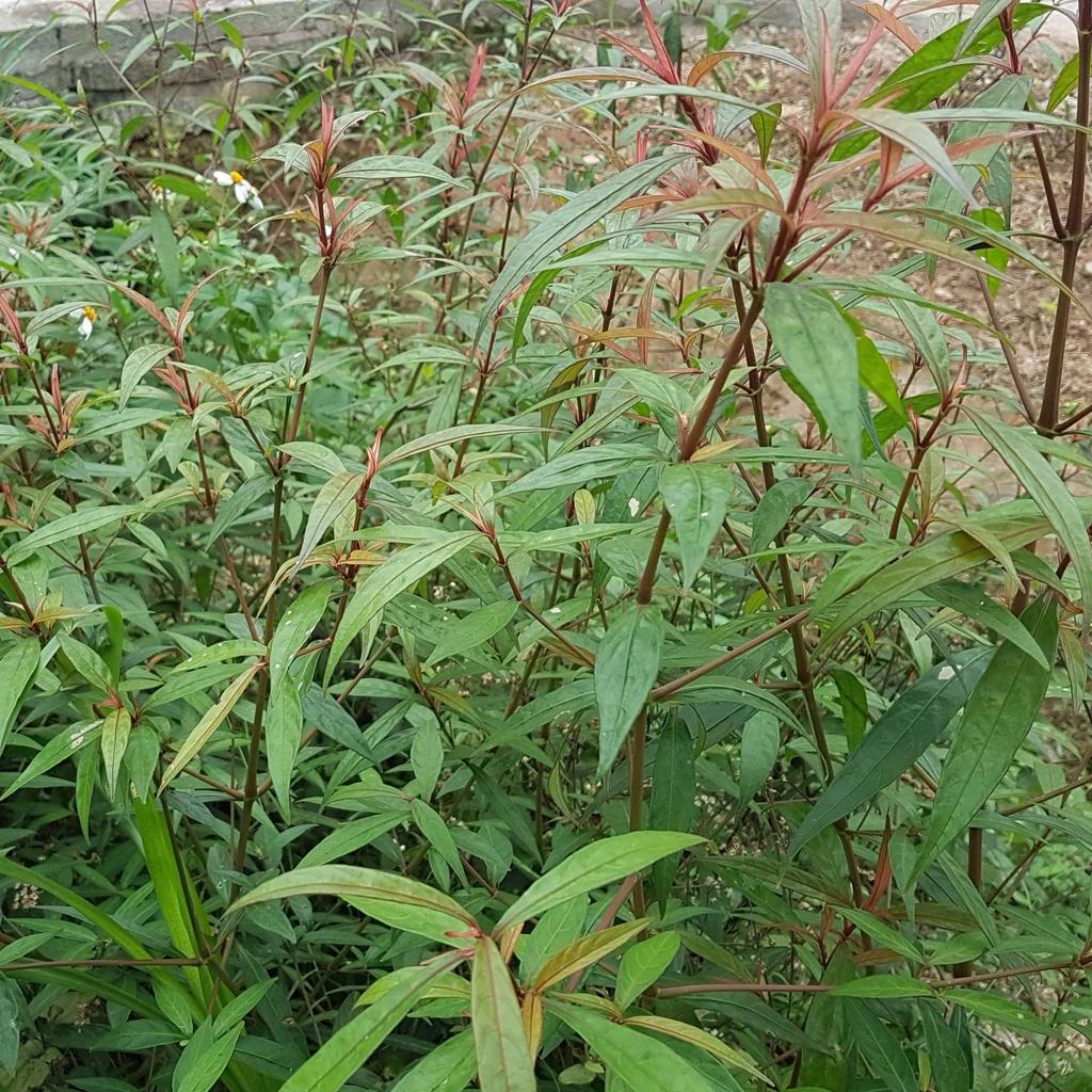 Cây xương khỉ, cây hoàn ngọc đỏ- cây giống