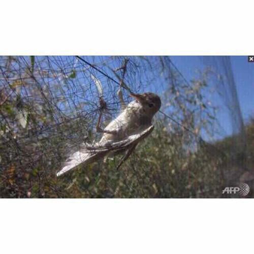 Lưới bẫy chim cu gáy cao 5m dài 10m - 50m mắt 6cm hàng thái lan cao cấp.