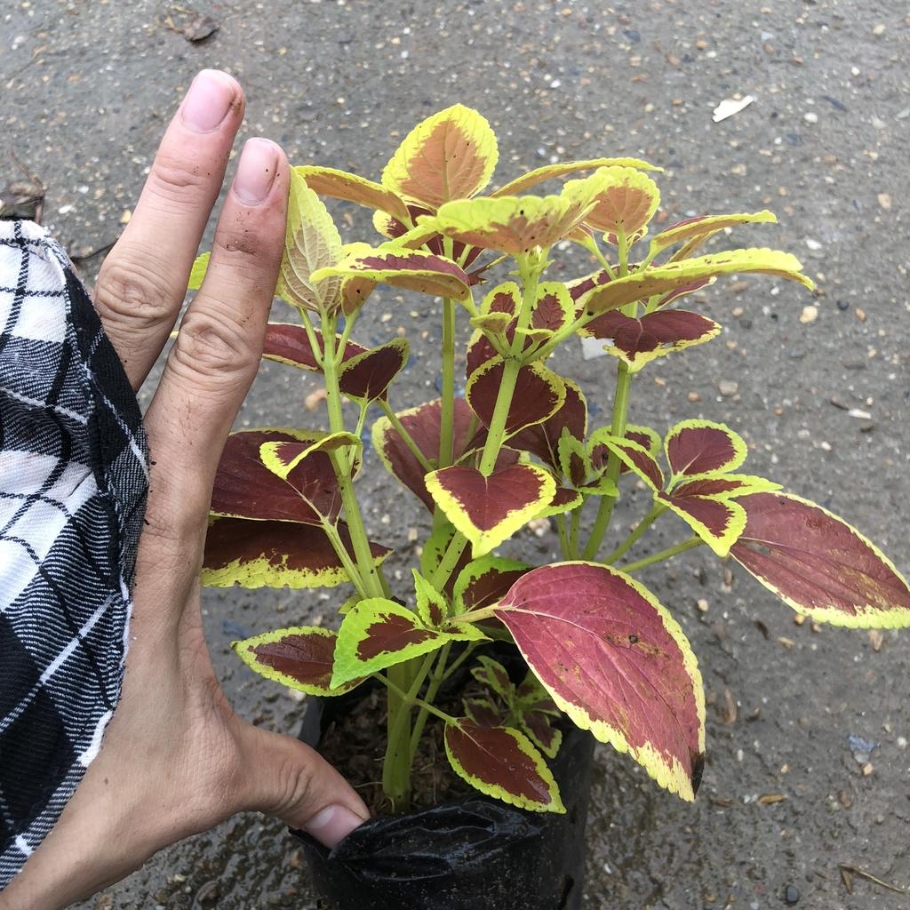 Cây lá gấm , chiều cao 15cm lá đốm bắt mắt sức sống khỏe dễ chăm sóc thích hợp trang trí cảnh quan sân vườn