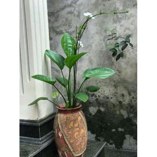 CHẬU CÂY BÁCH THỦY TIÊN