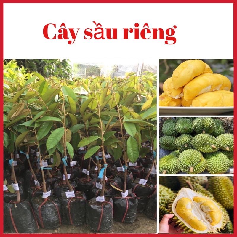 Cây sầu riêng R6 cơm vàng hạt lép năng suất cao ( ảnh thật hình cuối)