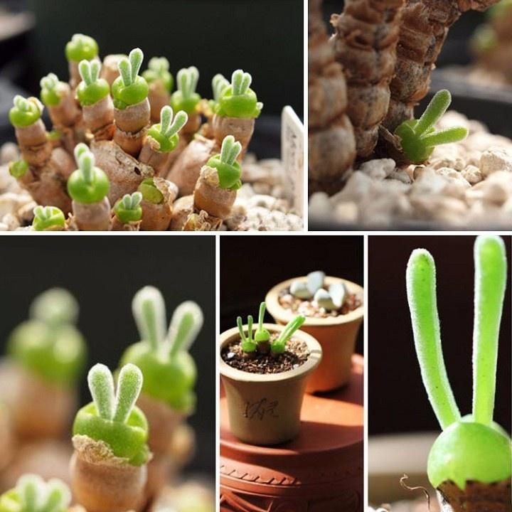 Combo 2 gói Hạt giống cỏ tai thỏ mix màu-gói 50 hạt/tặng kèm gói phân bón lót