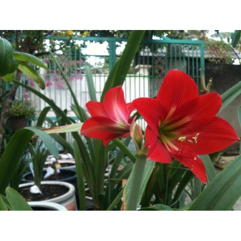 Củ Hoa lan giống hoa huệ tây hoa đỏ cực nét