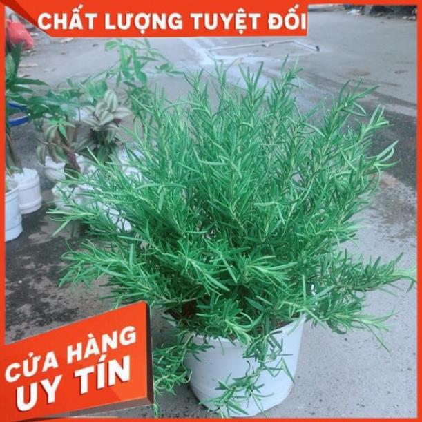 Chậu Hương Thảo Size Đại