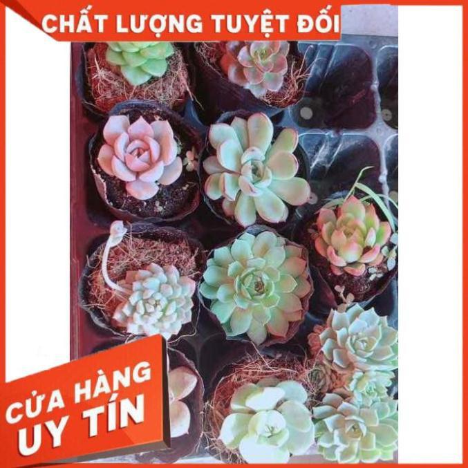 Combo 10 cây sen đá Nhiều Người Mua