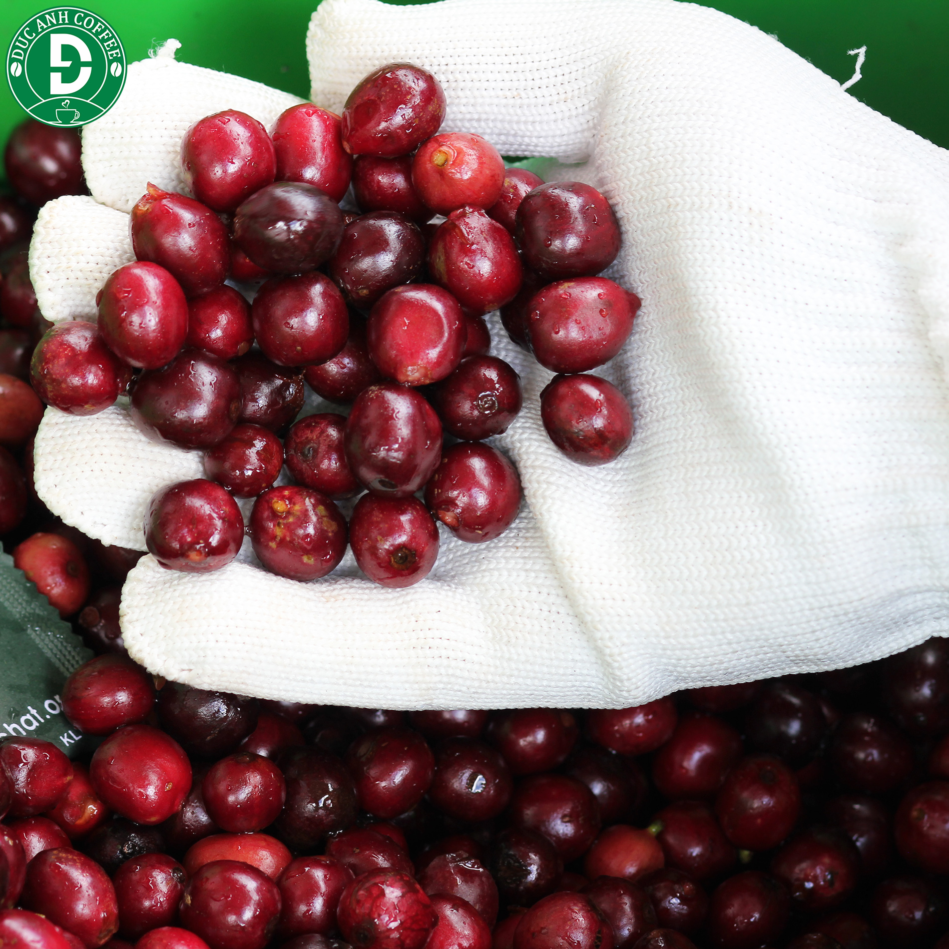 1kg Cà Phê Phối Hợp 80% Robusta và 20% Arabica Dạng Hạt -DUC ANH COFFEE