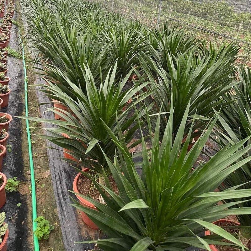 Cây Phát Tài Núi Một Thân