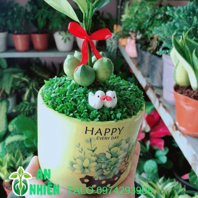 Chậu Cây May Mắn