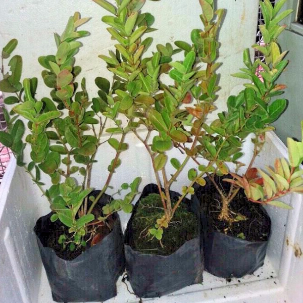 Giống Cây Siro Siêu Trái - Cây Giống Siro siêu trái