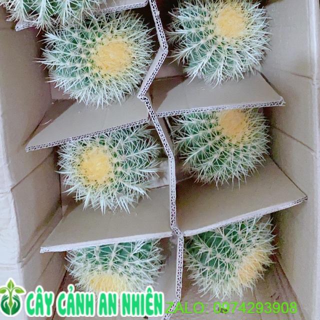 Xương Rồng Kim Hổ Lớn