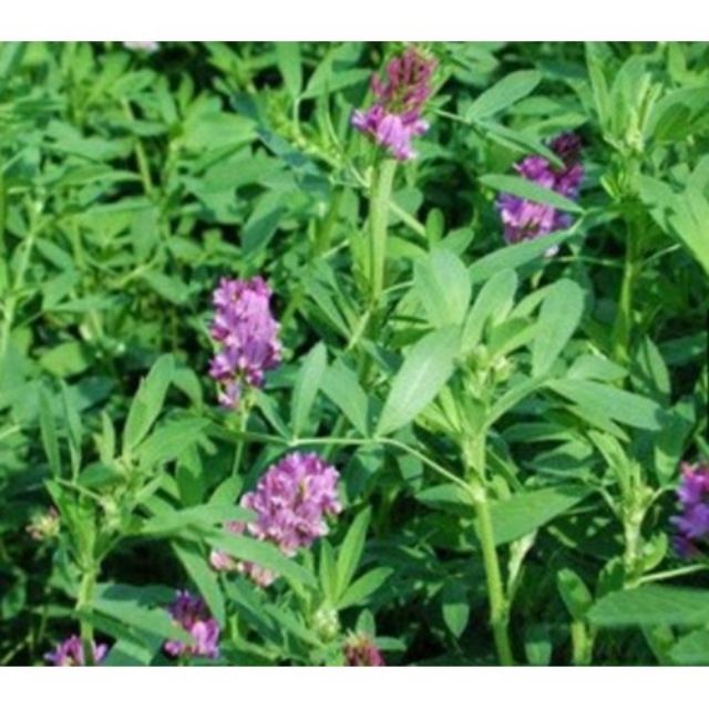 5 Loại Hạt Giống Cỏ Chăn Nuôi - Hạt Cỏ Voi, Alfalfa Linh Lăng, Paspalum,Mombasa Ghine, Yến Mạch