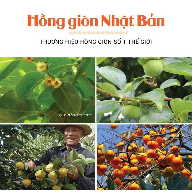 cây giống hồng giòn nhật bản (F1)