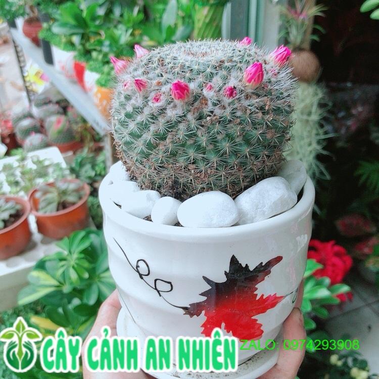 Chậu Xương Rồng Nở Hoa