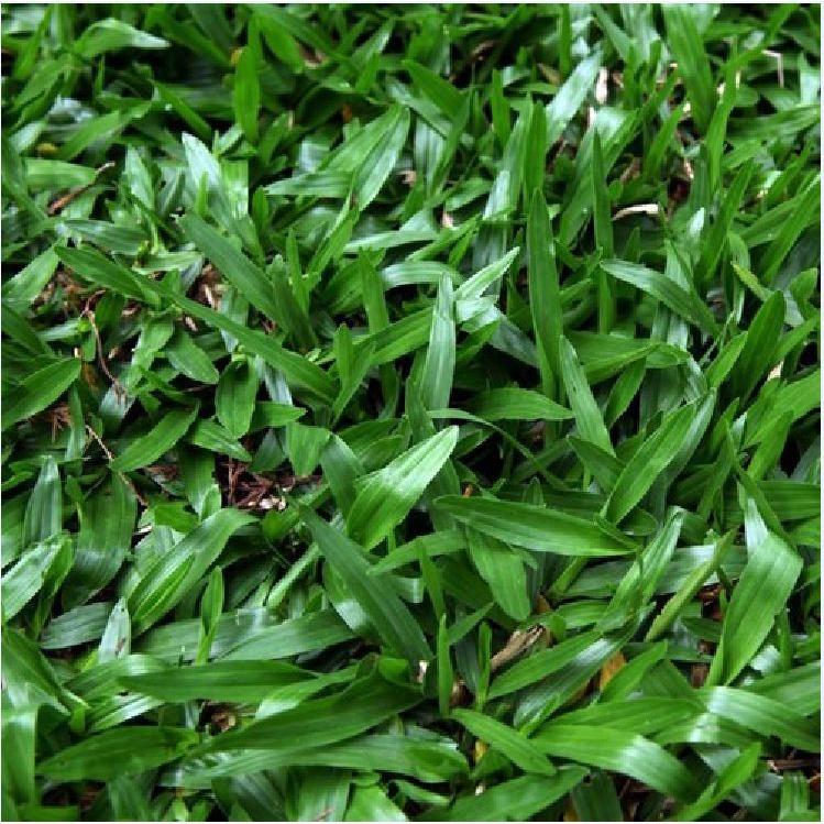 Hạt Giống Cỏ Lá Gừng CT230 - Gói 100 hạt