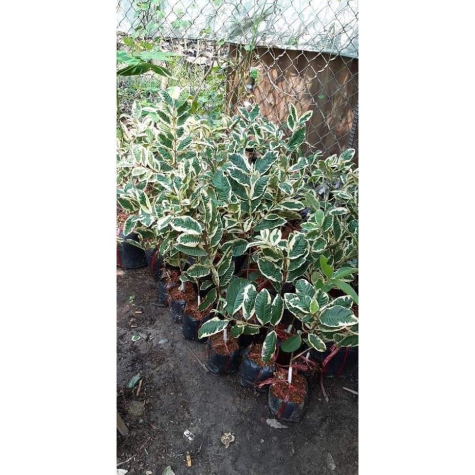 Sản phẩm ỔI CẨM THẠCH
