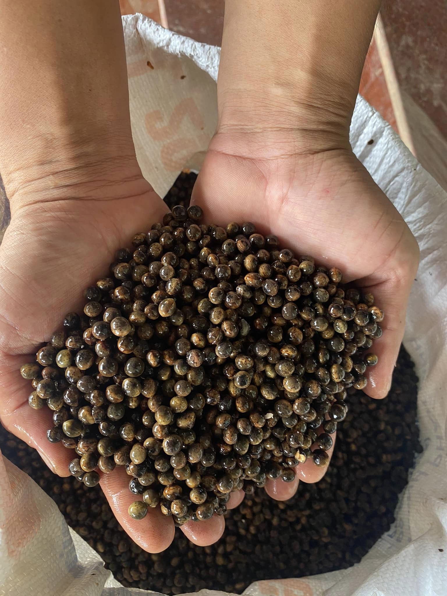 Hạt giống cây long não - 1kg