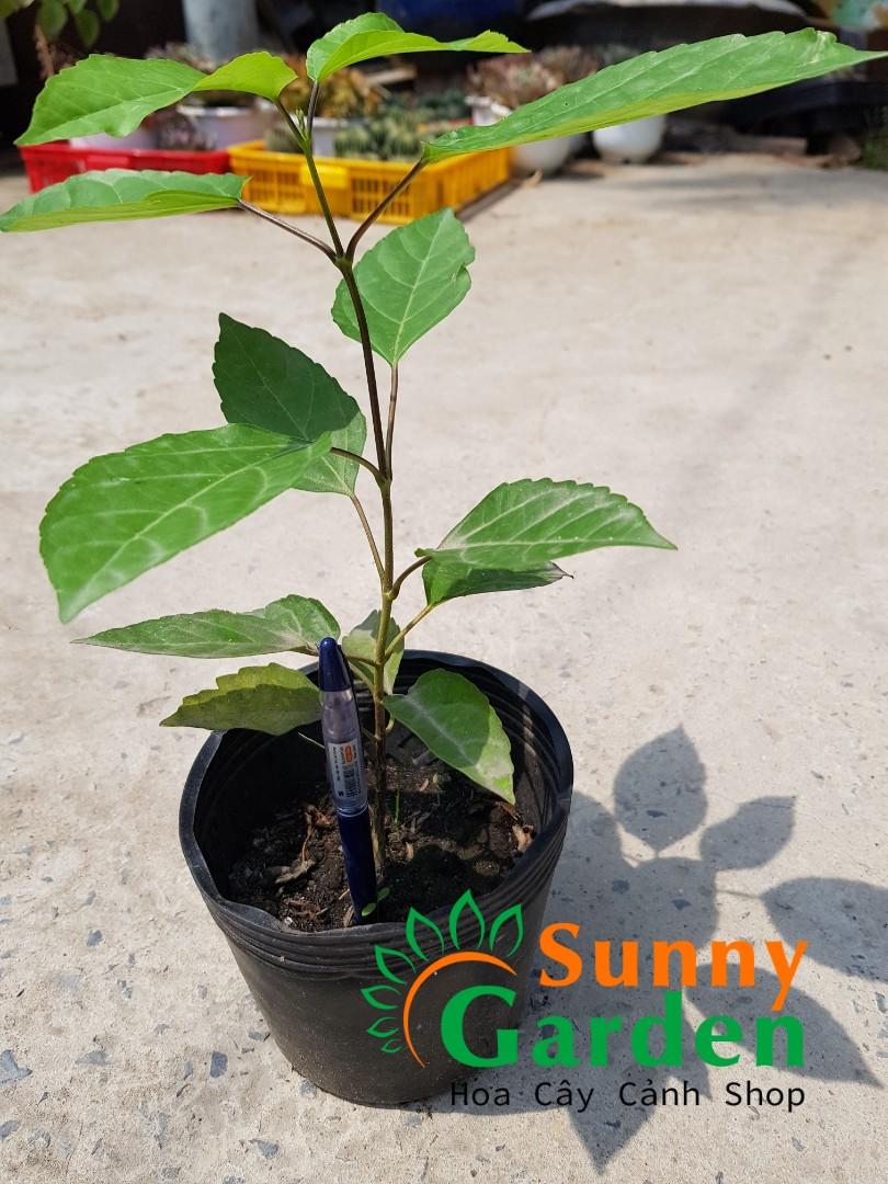 CHUẨN Cây Lá Cách, Cao 20-30cm - Chậu Rau