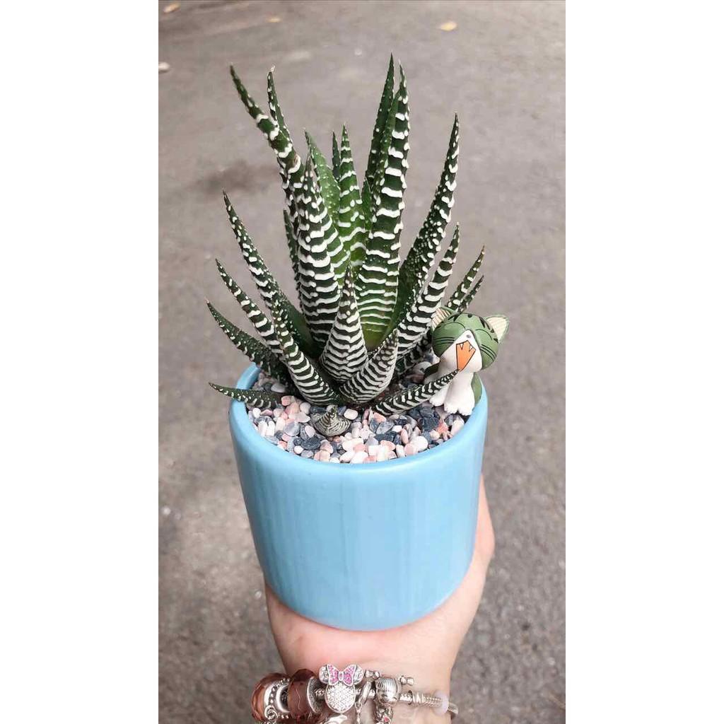 Chậu móng rồng Bán Chạy