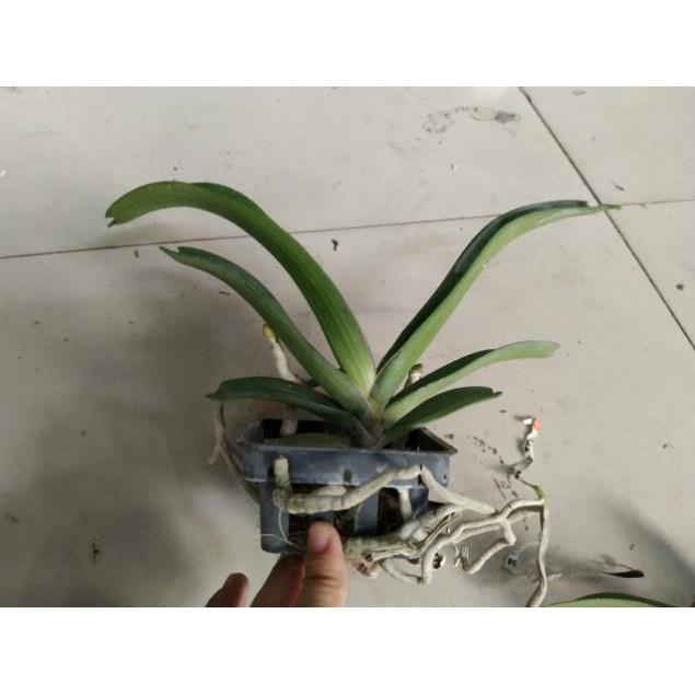 Hoa đẹp ngày tết, Lan Ngọc điểm, Nghinh xuân, Đai châu năm 2 chưa nụ