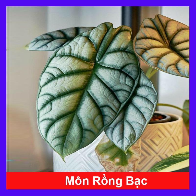 Môn Rồng Bạc - cây cảnh để bàn + tặng phân bón cho cây