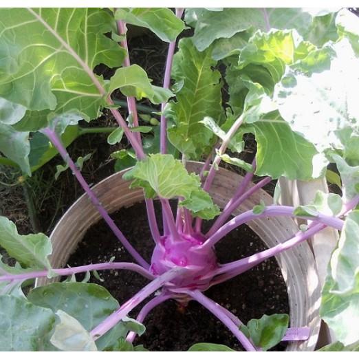 0.5gr hạt su hào tím