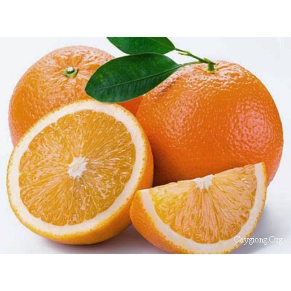 CÂY GIỐNG CAM Valencia -V2