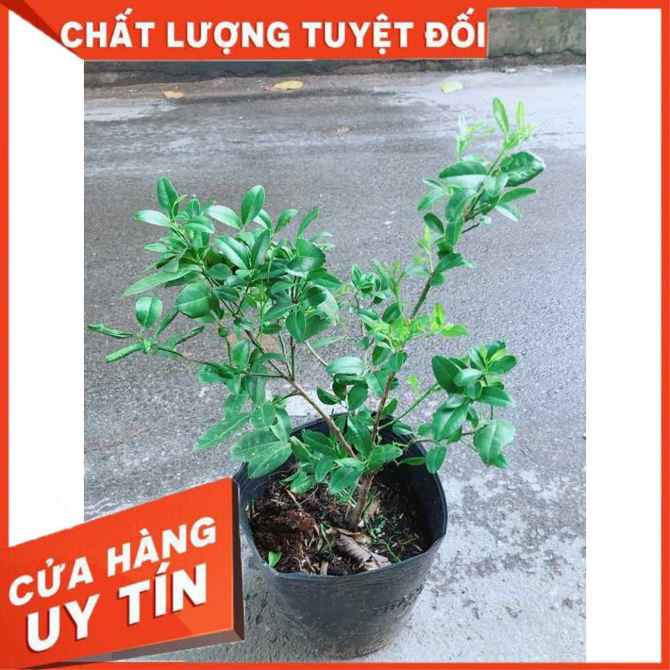 Cây Chanh Kép Cho Nhiều Trái Nhiều Người Mua