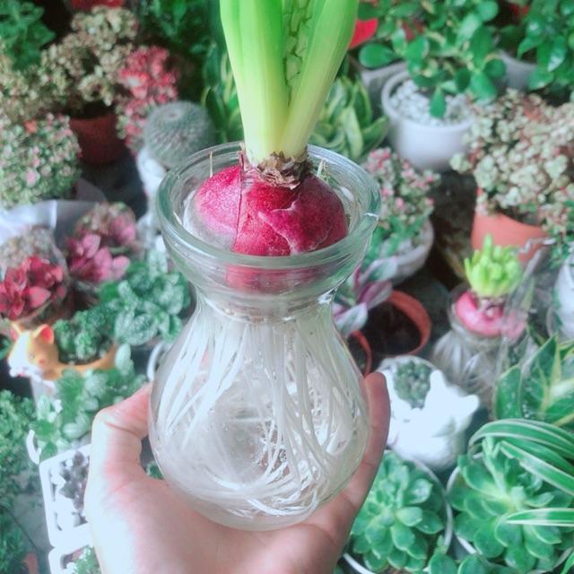 Chậu Cây Củ Ông Tiên