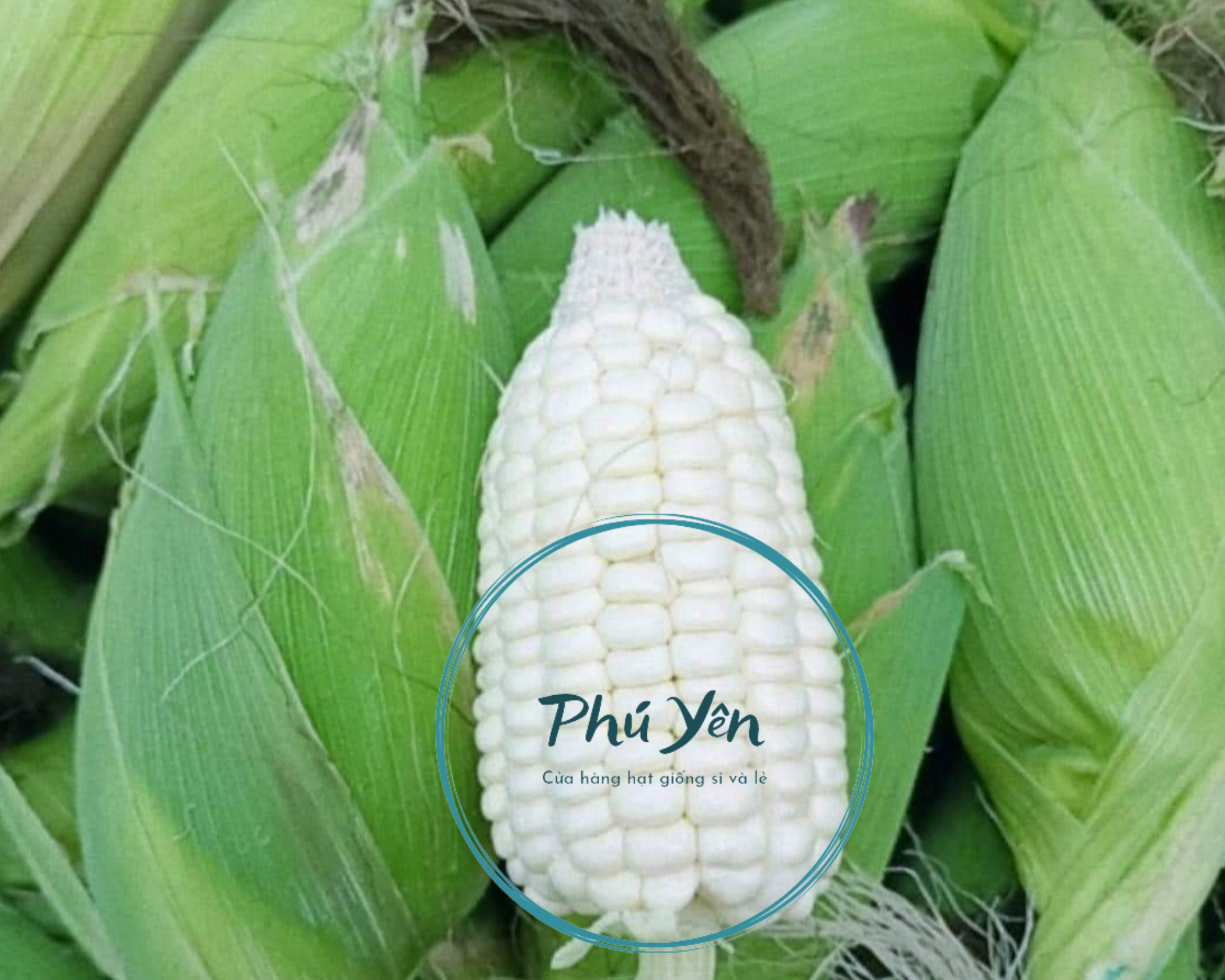 Hạt giống bắp nù sữa gói 1 kg