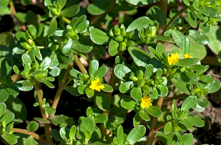 Bộ 2 Gói Hạt Giống Rau Sam Phú Nông PN132667