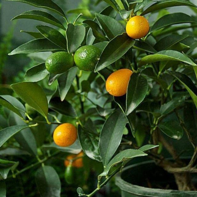 Cây giống QUẤT NGỌT - Cây giống F1