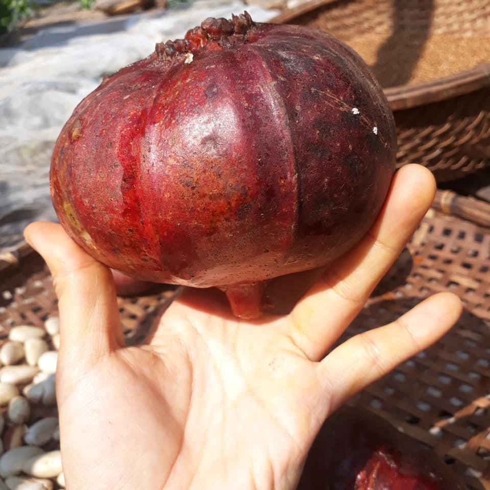 Combo 02 Cây Vả Mật Giống 30cm